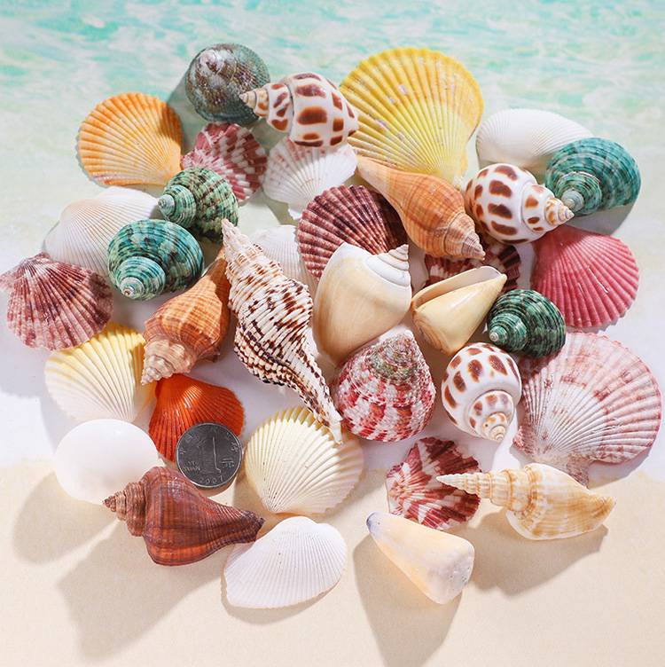 海螺贝壳工艺品天然贝壳鱼缸造景海螺壳手工标本卷贝鱼寄居蟹工艺品