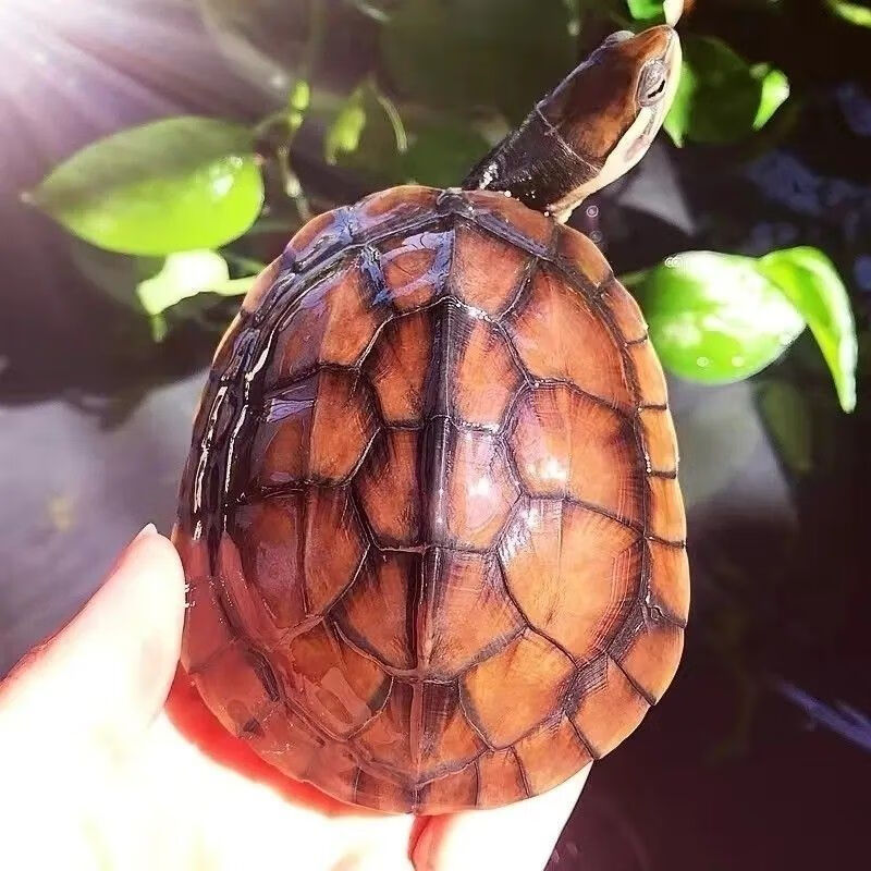 cmcm金钱幼龟活体纯种中华一对苏北金线龟南石金钱宠物龟活物 5-6厘米