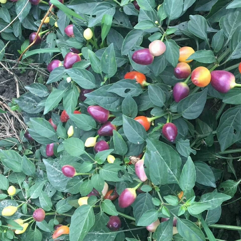 云舵 广西七彩椒 (有货)现摘广西七彩椒新鲜辣椒1斤蔬菜五彩椒泡椒小