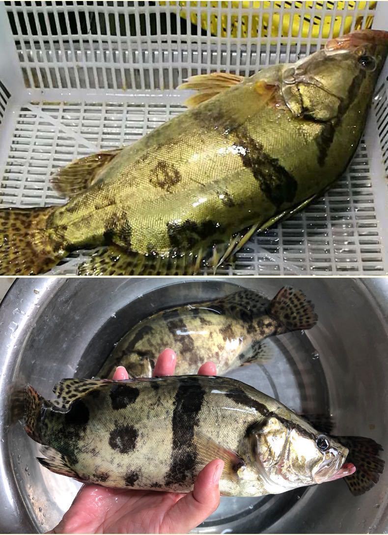 鲜活鳜鱼桂鱼鳌花鱼桂花鱼季花鱼鲜活现杀康胜谊一斤左右一条两条装