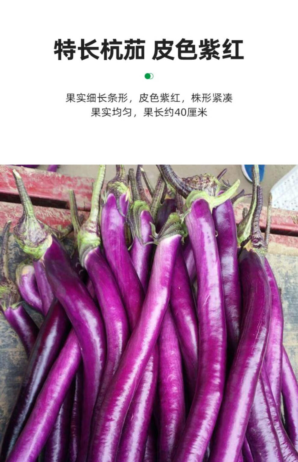 杭茄一号长茄种子苗特大线茄茄子大全秧四季菜蔬菜种籽秧苗孑茄苗寿禾