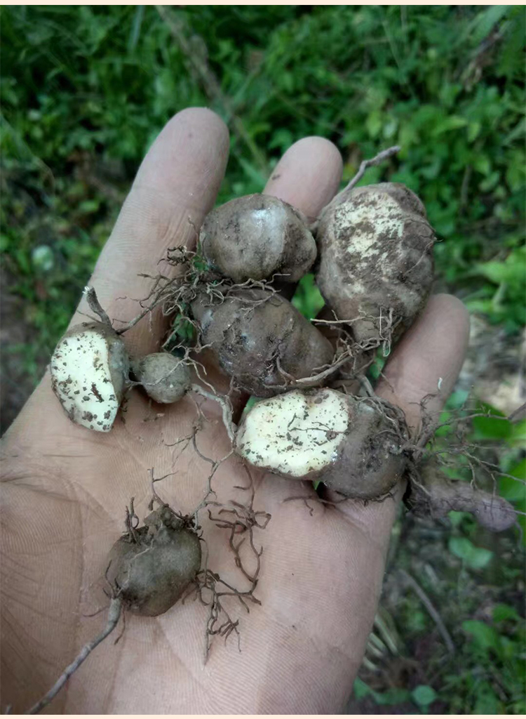 野生丝线吊金钟草药图图片