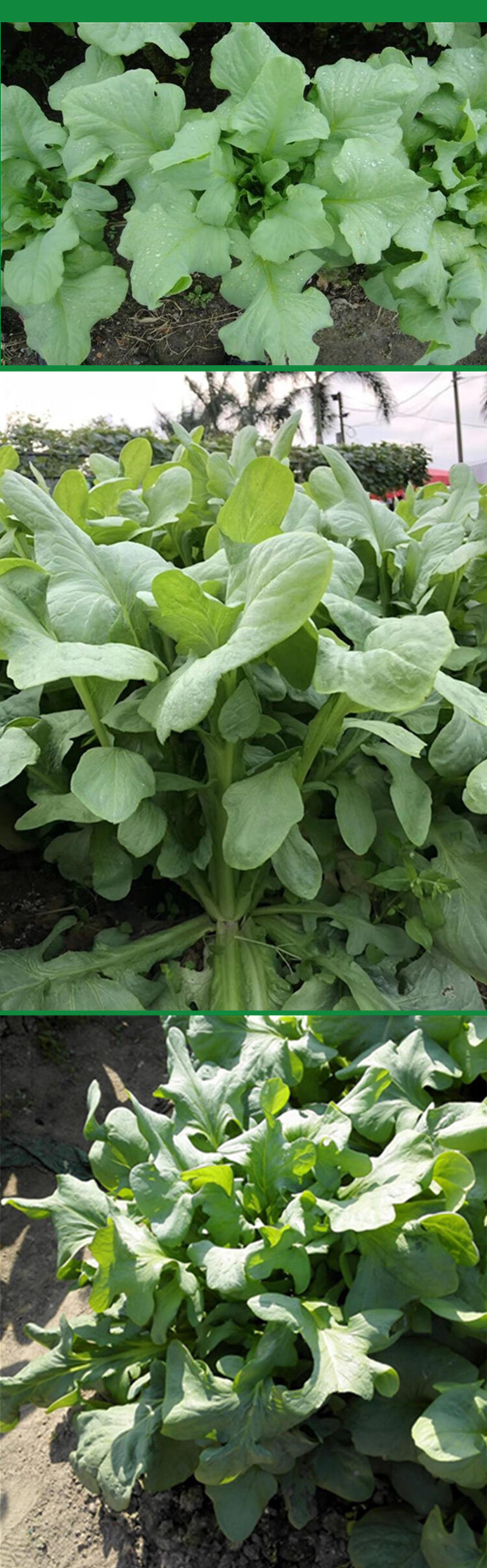 麦大圆叶麦菜甜麦苦麻菜四季高产蔬菜种孑精选圆叶甜麦菜1克10包原装