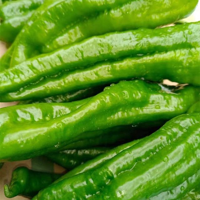 河南农家自种新鲜青辣椒中辣青椒菜椒牛角椒带箱5斤时令蔬菜半斤半斤