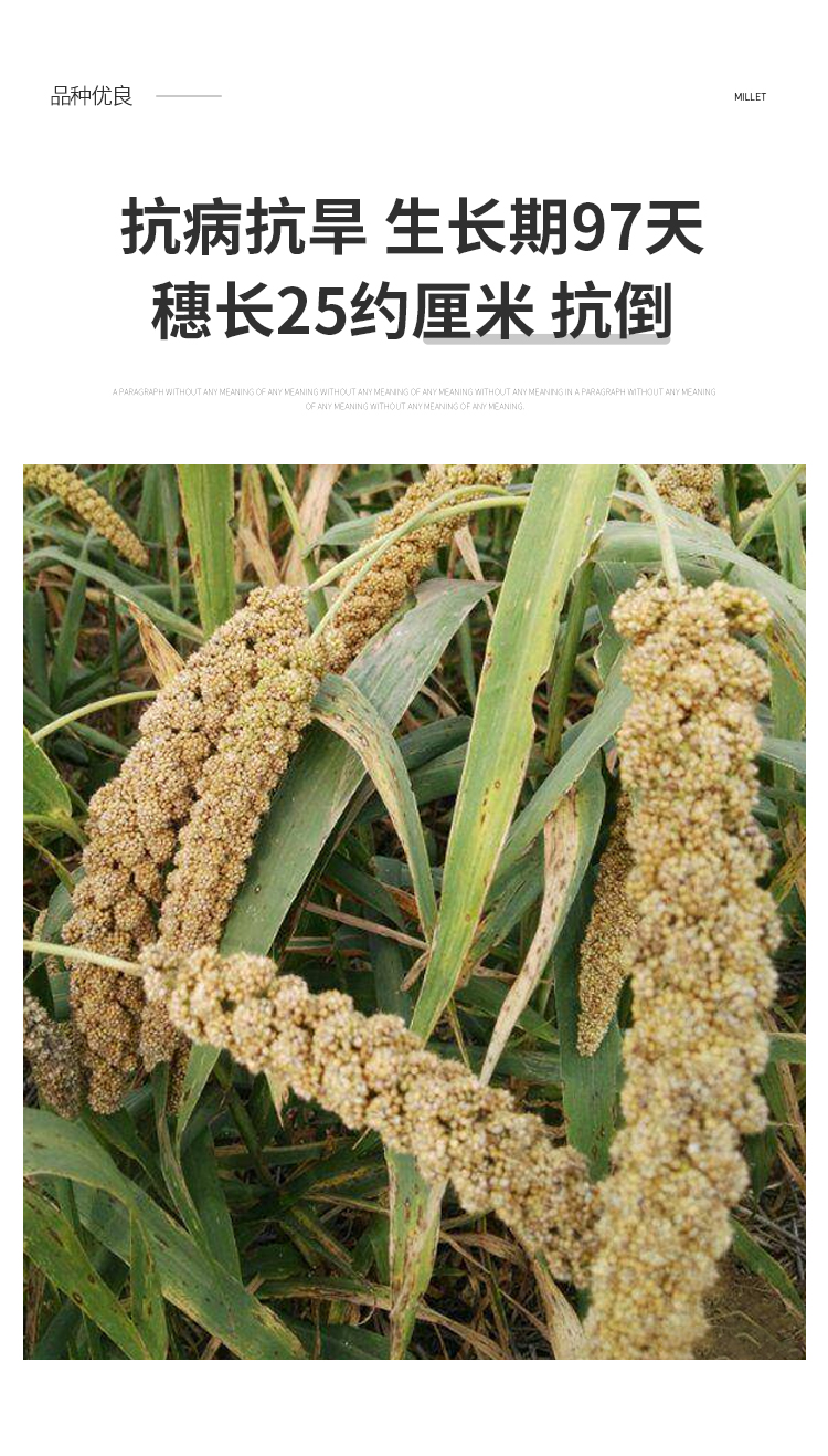 稻谷谷子书香小米种子种籽稻谷小香米粟米粘糯谷子谷种黄谷红谷抗鸟害