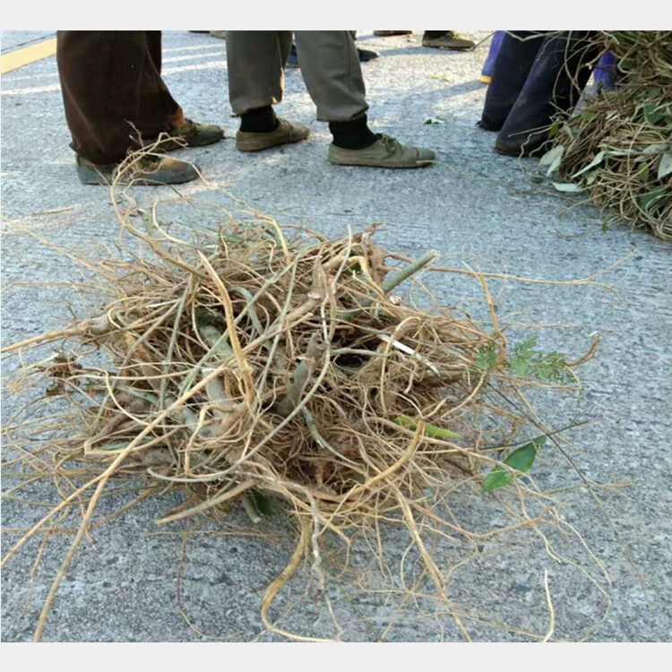 夜之君观音串 倒吊黄根 纯根 黄花倒水莲倒吊王根农村采挖500克干品