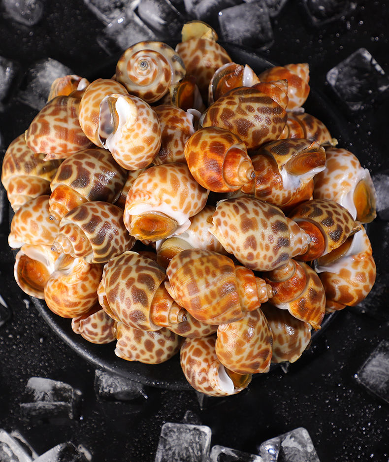 特大花螺鲜活速冻新鲜翡翠螺香螺东风螺个大无沙7斤