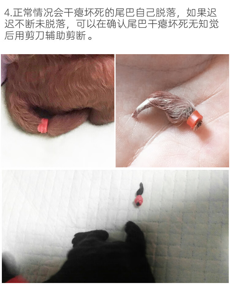 泰迪柯基雪纳瑞小型犬幼犬狗狗断尾夹剪断尾器加强版皮筋12色识别圈
