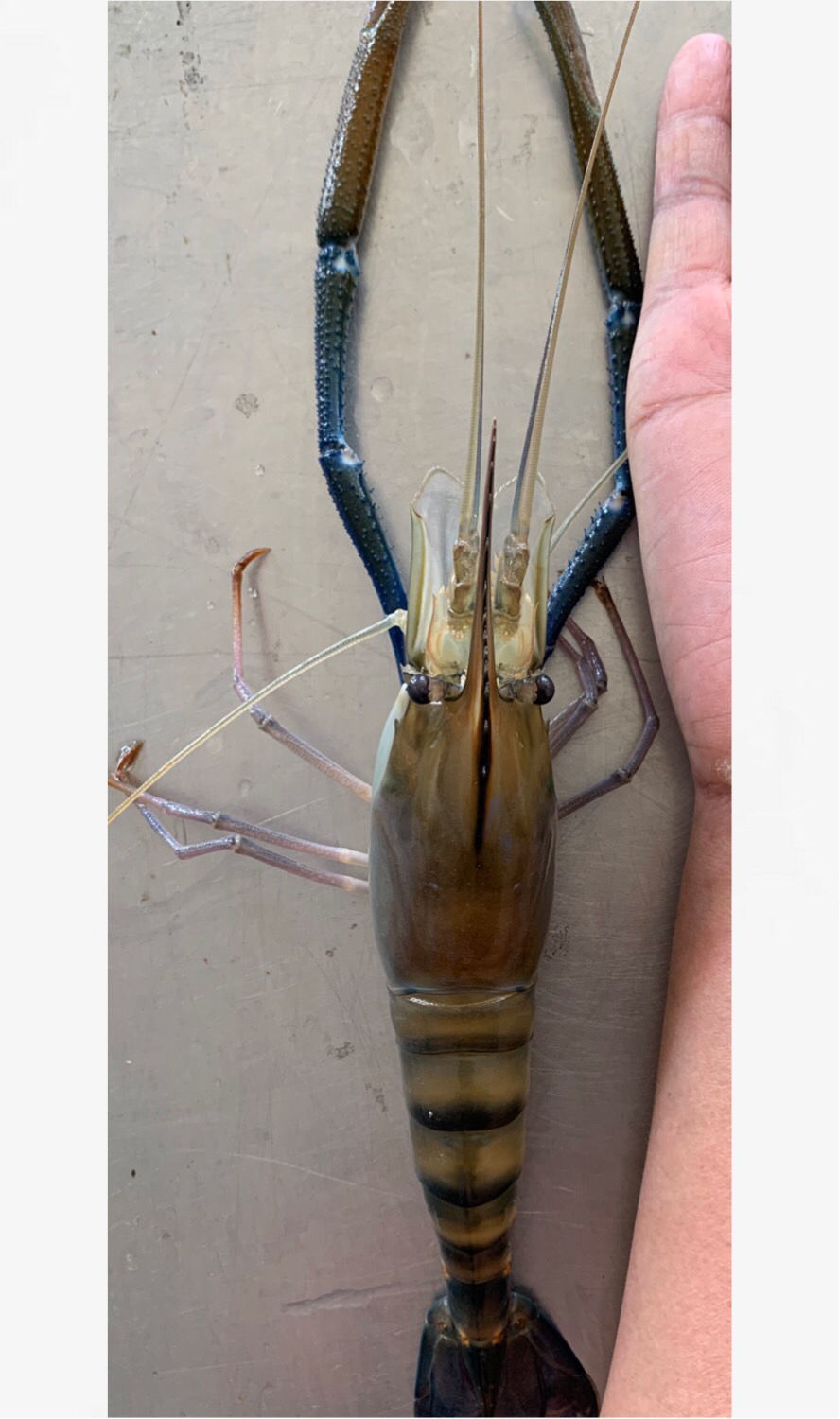 罗氏沼虾大青虾马拉西亚大虾罗氏虾淡水虾1618cm25斤