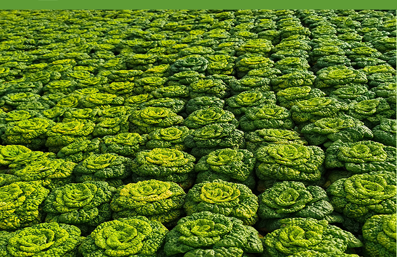 黄心菜新鲜黄心乌乌塌菜菊花心菊花茶宝塔菜小白菜蔬菜农家小青菜