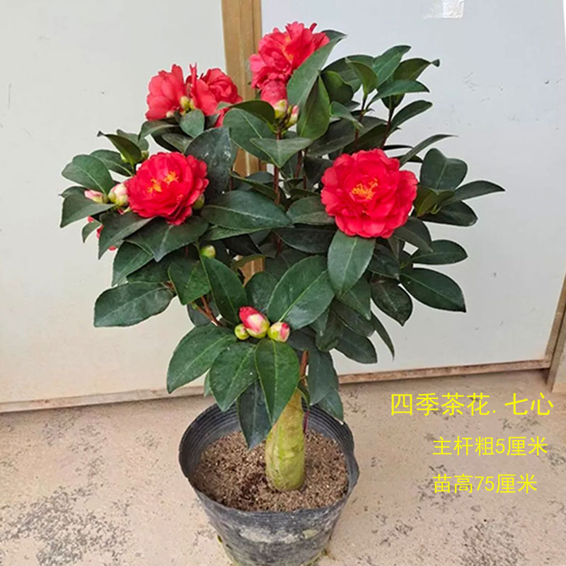 四季茶花花苗带花苞盆栽庭院室内花卉好养四季开花重瓣山茶花盆栽阳台
