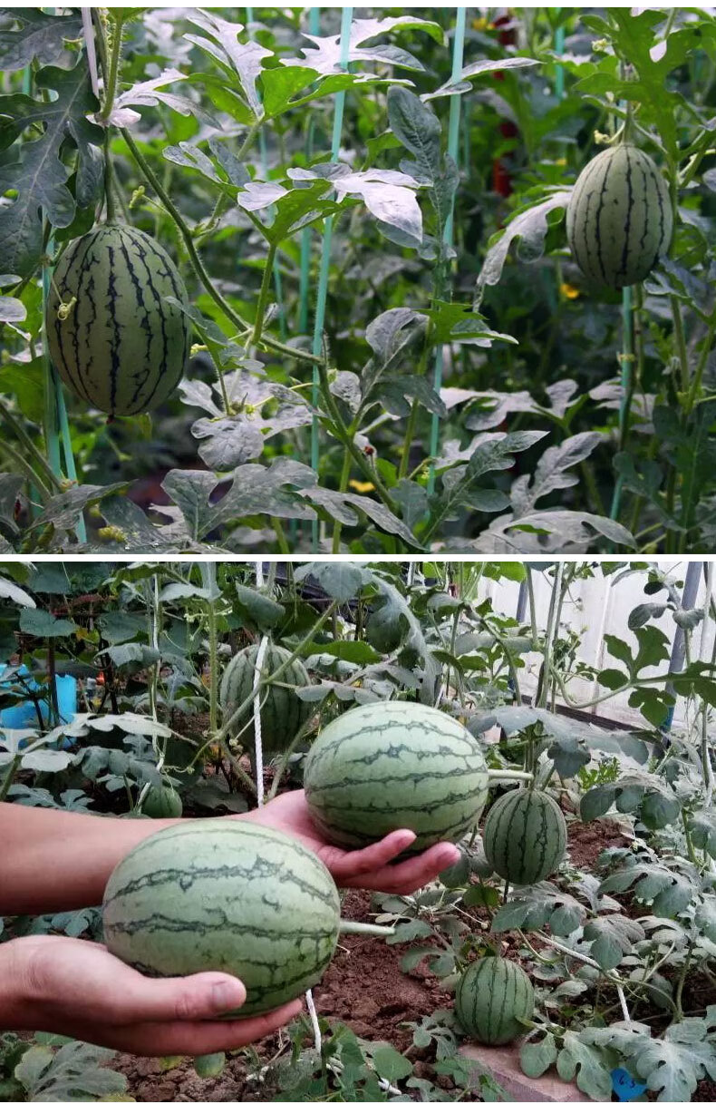 北京当日达庞各庄小西瓜山东汉良牛奶西瓜2粒顺丰吊秧瓜2500g