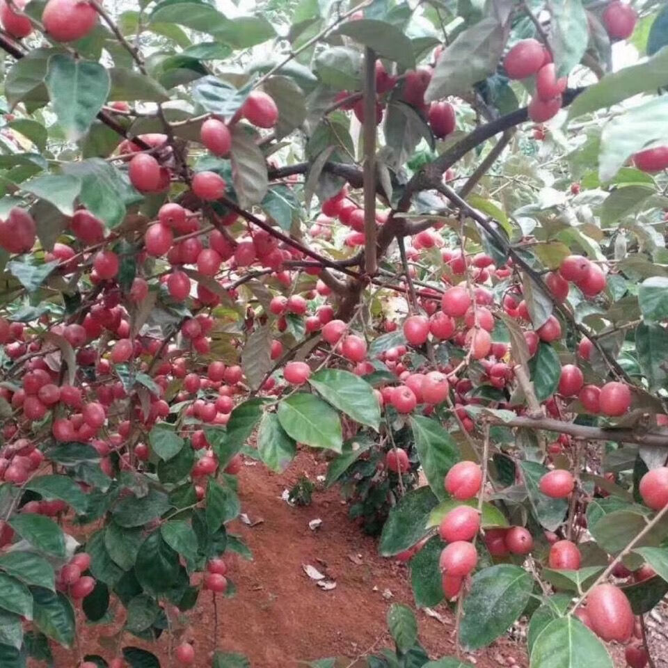 纯甜羊奶果苗嫁接羊奶果树苗胡颓子苗可盆栽地栽庭院种植 羊奶果树苗