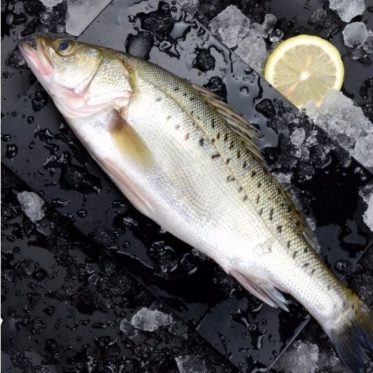 新鲜大鲈鱼花鲈鱼寨花鱼鲈板鱼海鱼海产品海鲜类水产生鲜冷冻食品911