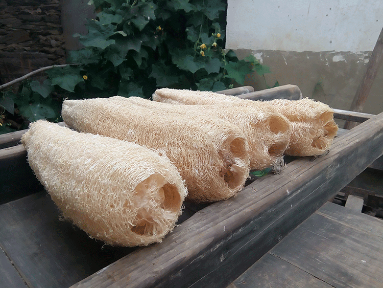 丝瓜瓤整条干丝瓜络洗锅刷碗神器整根粗大老丝瓜瓤洗碗布长丝瓜筋囊