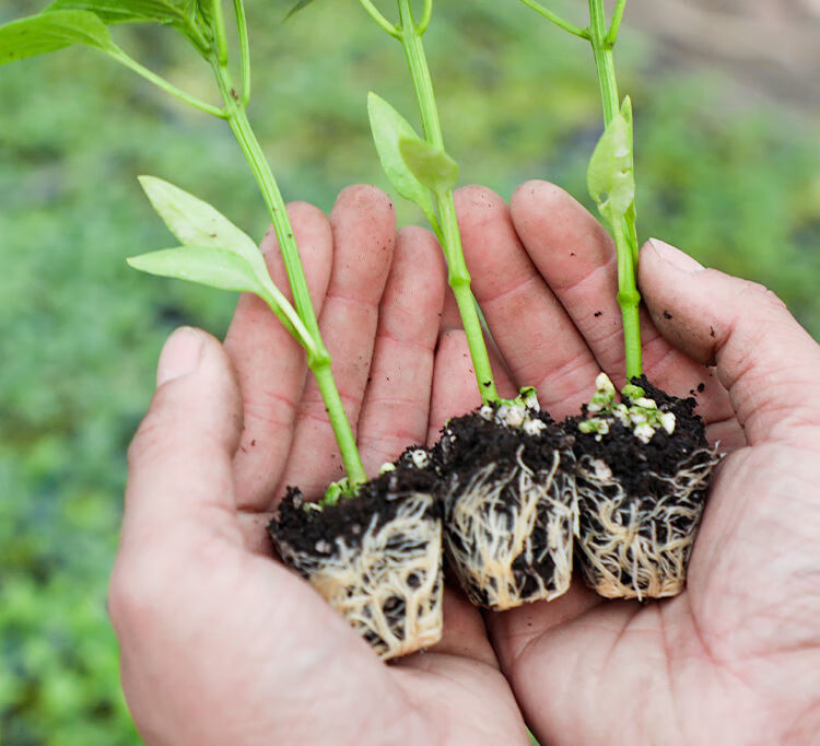 辣椒秧苗蔬菜秧苗辣椒苗牛角椒苗线椒苗薄皮椒苗螺丝椒辣椒蔬菜苗阳台