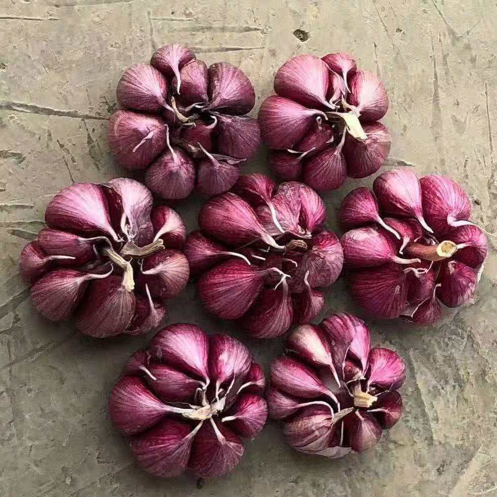 云南紫皮大蒜紫皮蒜干蒜红皮毛蒜多瓣蒜山地香蒜多瓣紫皮大蒜小果5斤
