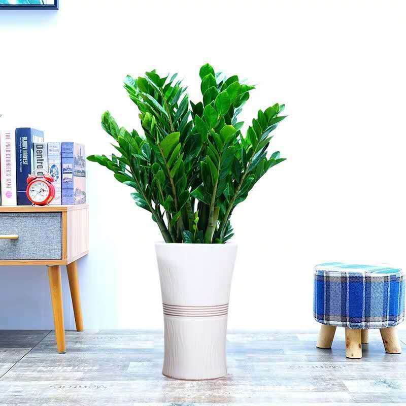 现发】金钱树盆栽摇钱树绿植钱串发财树花卉盆室内客厅办公室桌面盆景