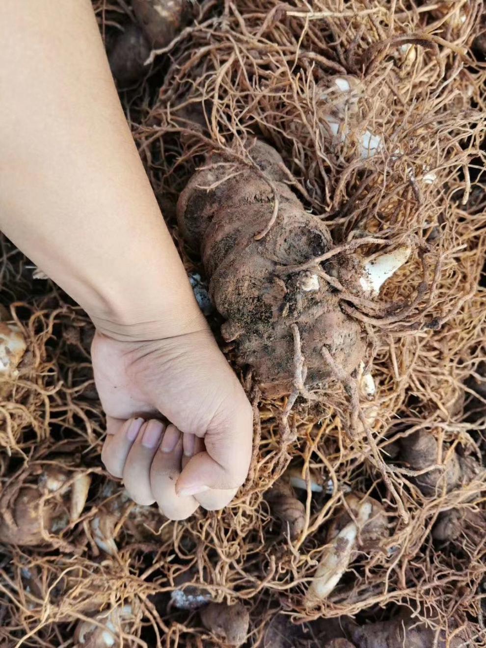 【官方旗舰】新鲜大个头重楼云南粉质滇重楼大个头七叶一枝花 新鲜