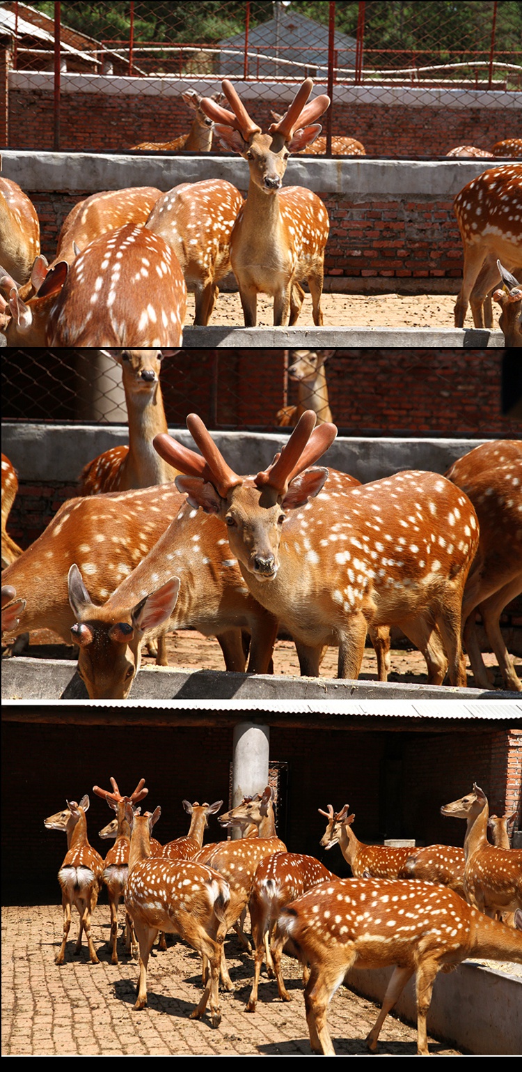 鹿筋干鹿脚吉林梅花鹿鹿蹄筋泡酒带蹄鹿筋250g