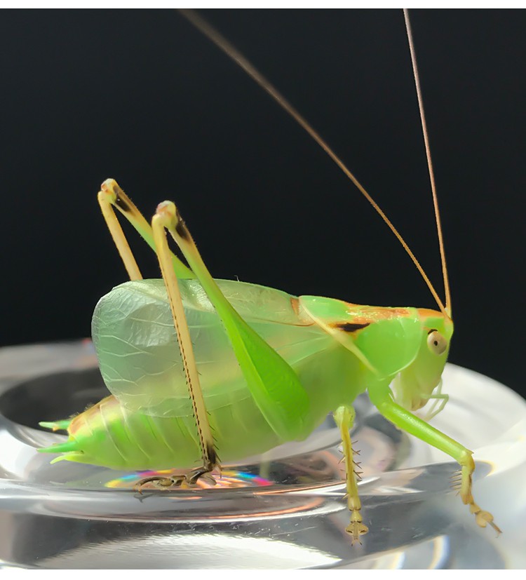 【宠医推荐】荣郁 新脱扎嘴鸣虫翠绿活体螽斯吉尔姐儿纺织娘翠绿精品