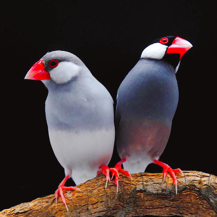 特色驼色文鸟活体幼鸟银色文鸟活体鸟宠物鸟文鸟观赏鸟灰文鸟活体