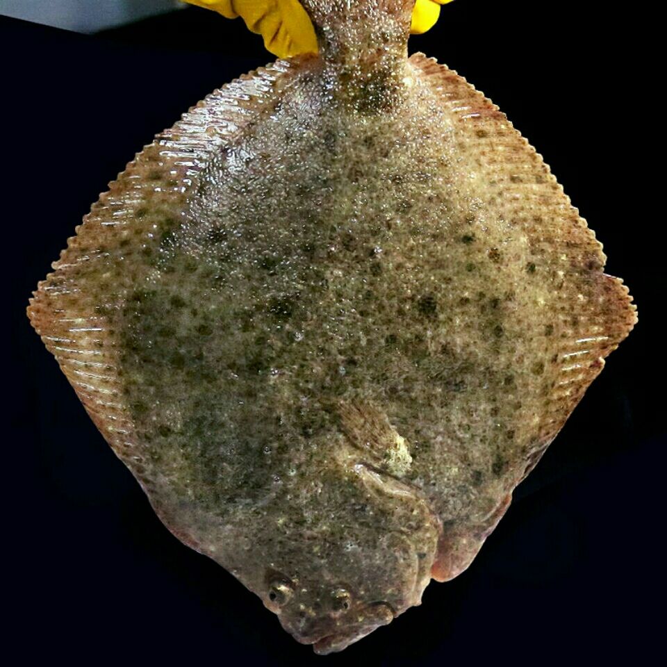 多宝鱼鲜活冷冻比目鱼新鲜偏口鱼海鲜水产鱼类生鲜科德雅菲8两到1斤