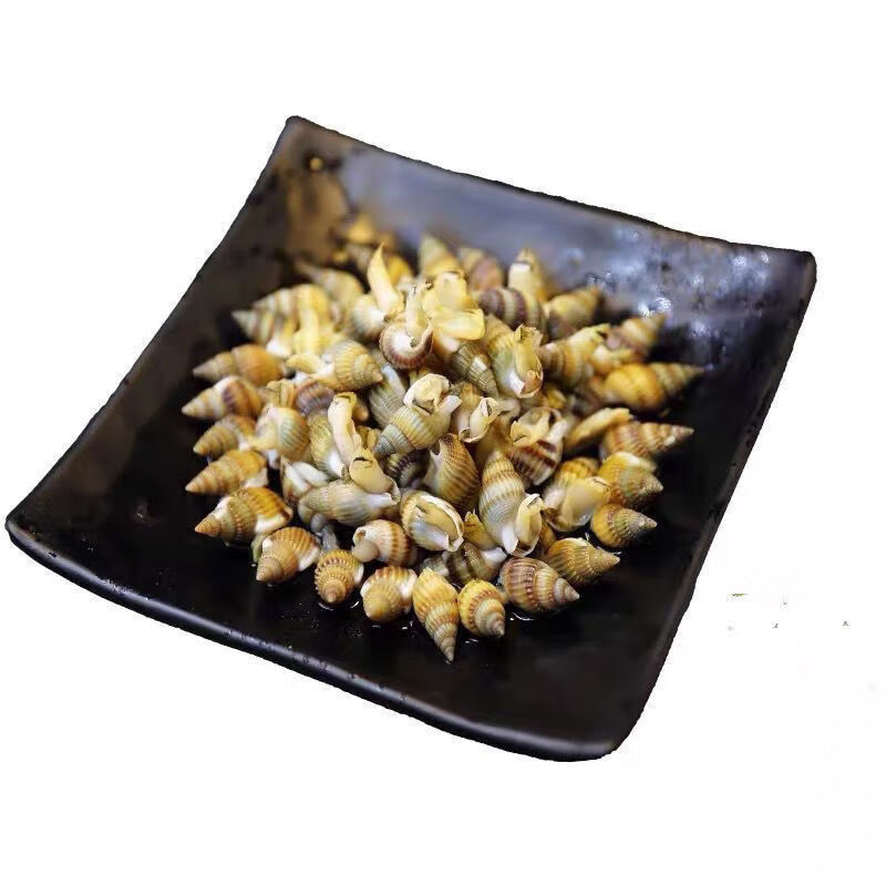 鲜活速冻海螺丝新鲜钉螺大红枣螺冷冻半斤