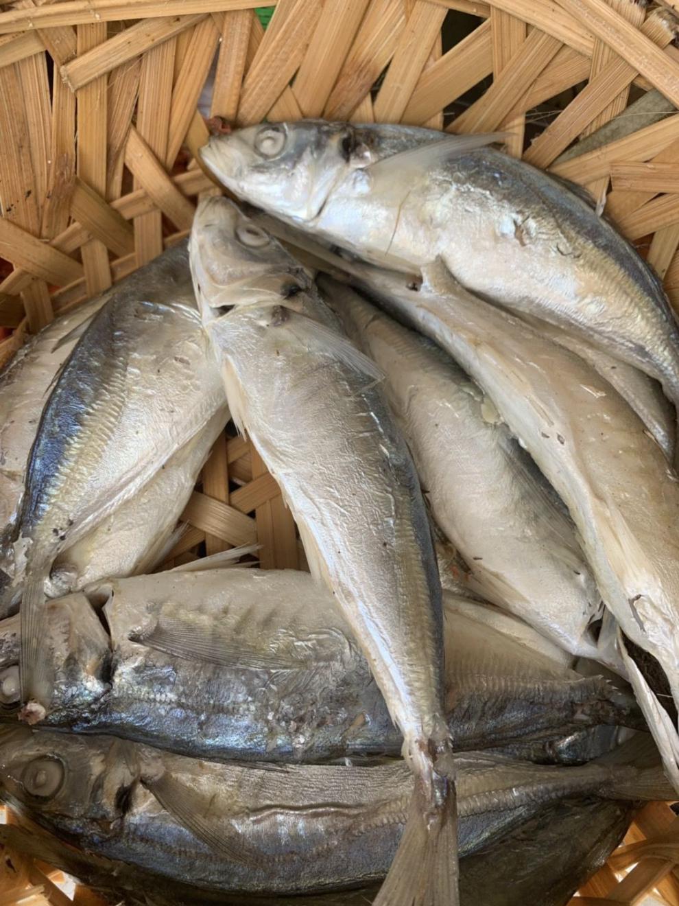 潮汕鱼饭多规格巴浪鱼即食海鱼收到就可以吃不需要再加工一斤价格