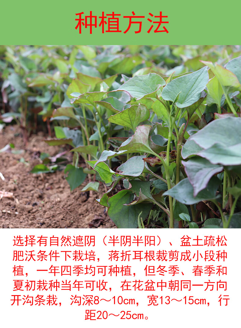 鱼腥草鱼腥草根根茎繁殖折耳根鱼腥草种子种苗新鲜盆栽四季种根1斤1斤 图片价格品牌报价 京东