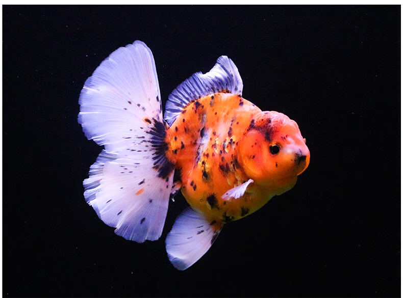 族萃进口百褶裙精品泰狮f1金鱼活体观赏鱼原泰冷水新手活鱼渔场进口