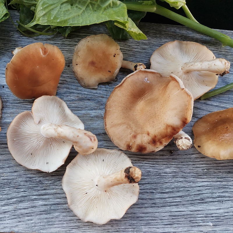 五折 云南野生香蕈 新鲜丑香菇 非人工香菇特产食用菌菇空运 新鲜香信