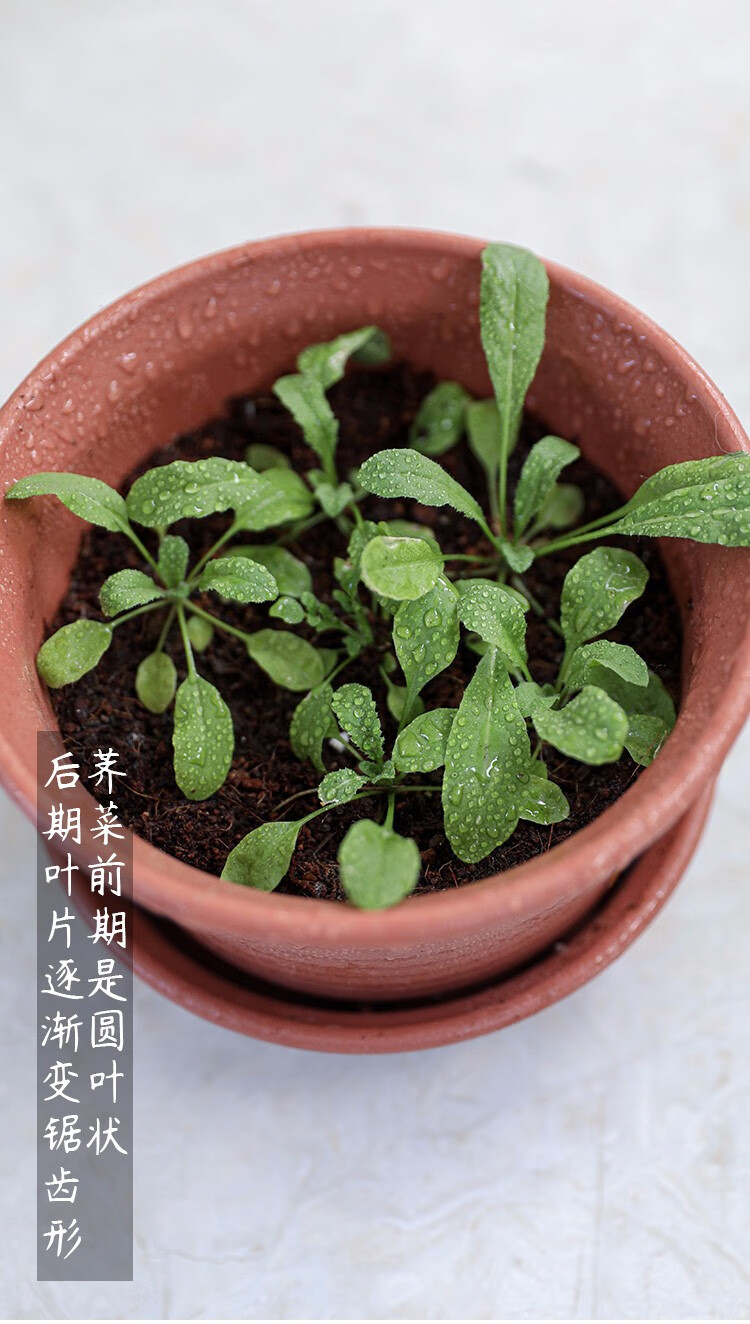 寿禾大叶荠荠菜种子新鲜野生菜籽大叶荠荠菜种子50g简装