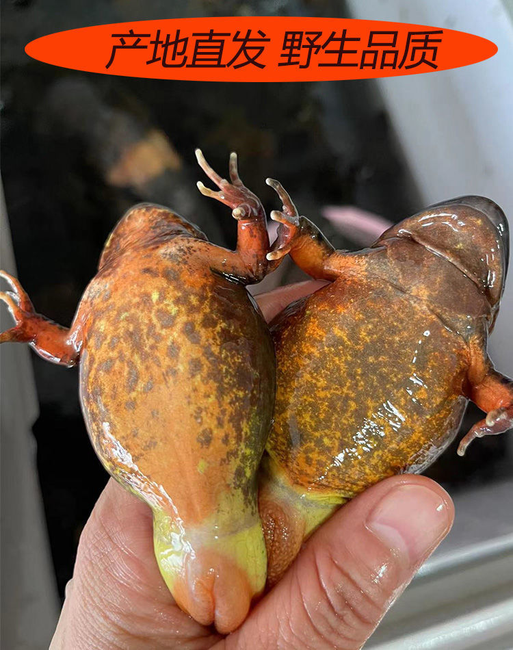 蛤母豹子 多规格 新鲜东北蛤蟆 长白山特产 鲜活活林蛙新出河母豹子 1