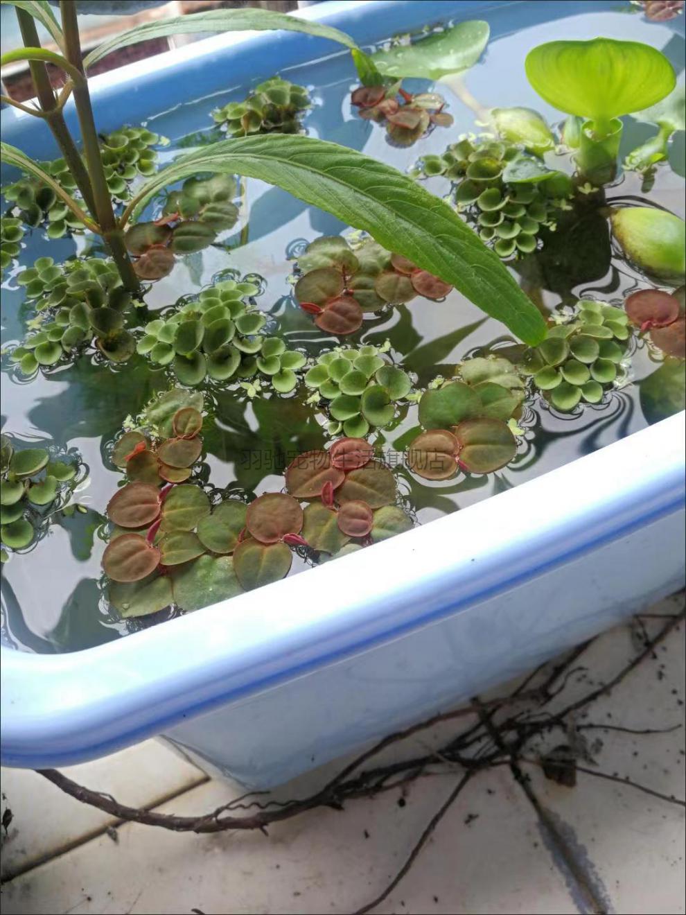 乌龟缸造景绿植水草乌龟专用缸鱼缸摆件红毛丹浮萍真草水培养种子净化