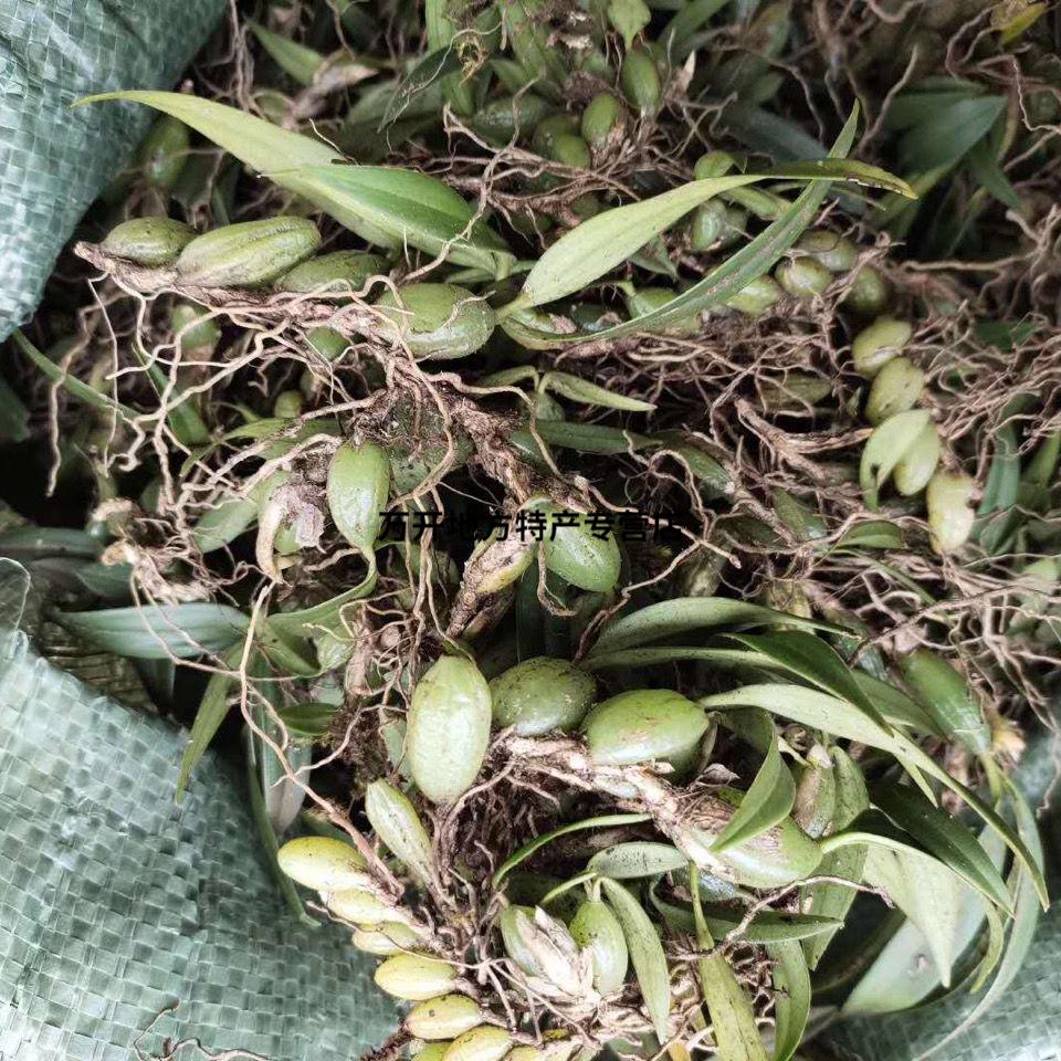 潮州新鲜石橄榄 新鲜双叶石 橄榄石 仙桃煲汤 炖汤材料 双叶小果山
