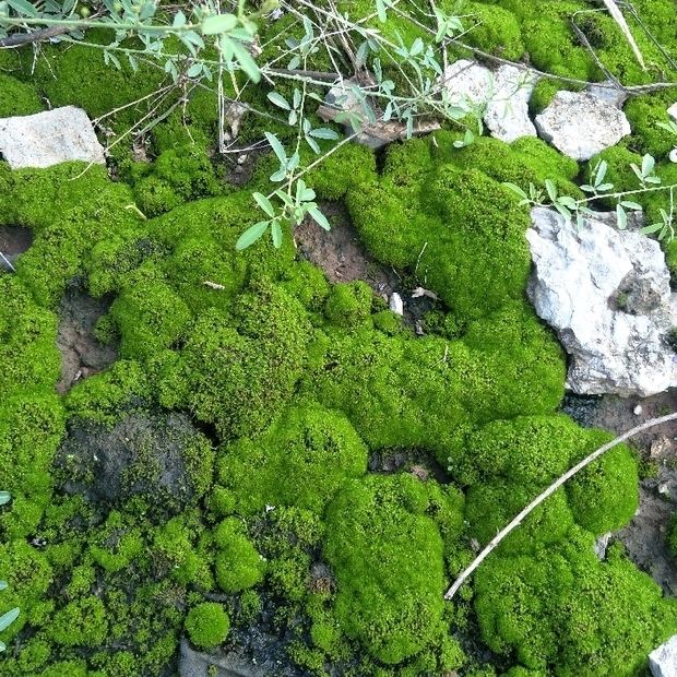 【精品绿植】吸水石上水石苔藓种子孢子粉盆景青苔植物花草装饰微景观