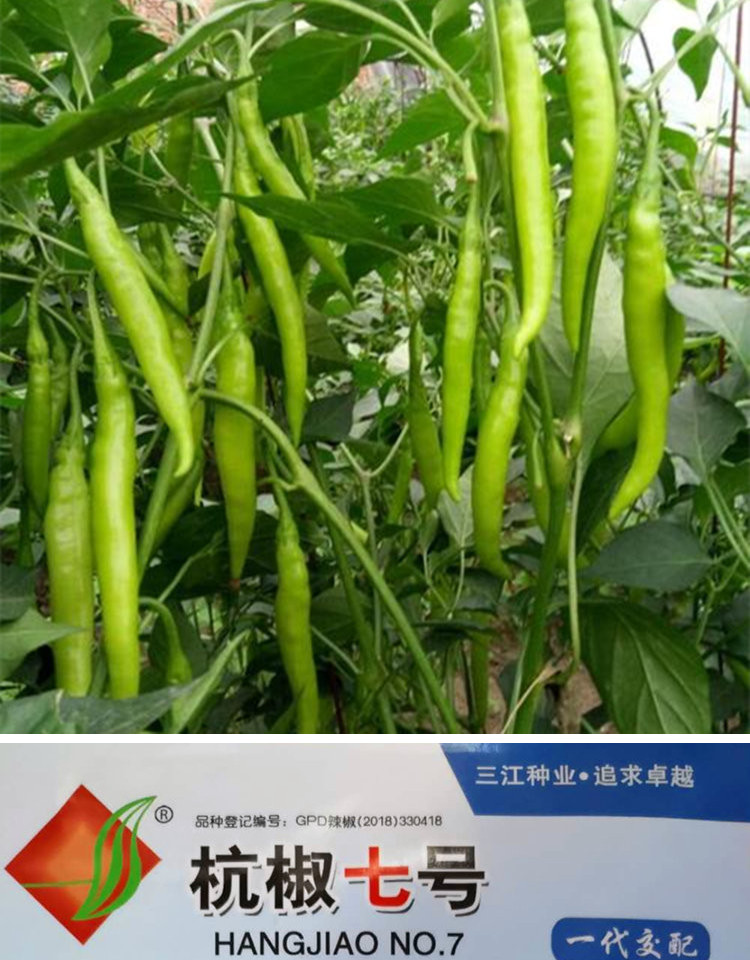 杭椒种子 高产线椒种籽 辣椒种子 杭椒一号 七号 尖椒 青椒 杭椒七号