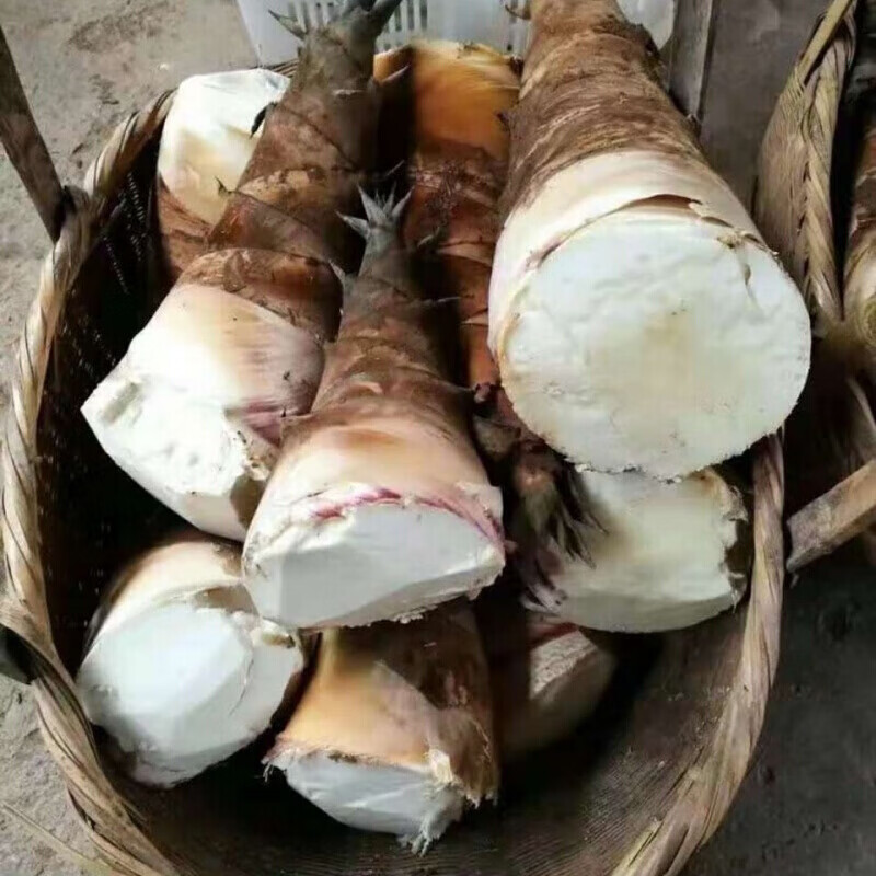 四川竹海特产甜竹笋农家野生现挖甜笋野生竹笋马蹄笋现挖现发9斤甜