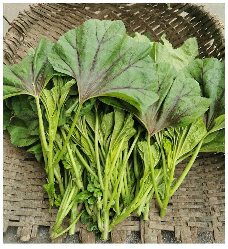 湖南本地新鲜蔬菜叶菜 糯米冬苋菜 冬寒菜 冬汉菜农