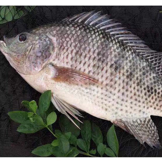 现货罗非鱼新鲜鲜鱼无刺罗非鱼活体现杀淡水海鲜水产共3条总重量2932