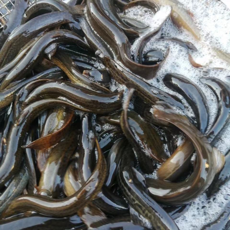泥鳅 鲜活泥鳅鱼食用泥鳅青鳅营养现杀现发青封铭 现杀发货 (中号每斤