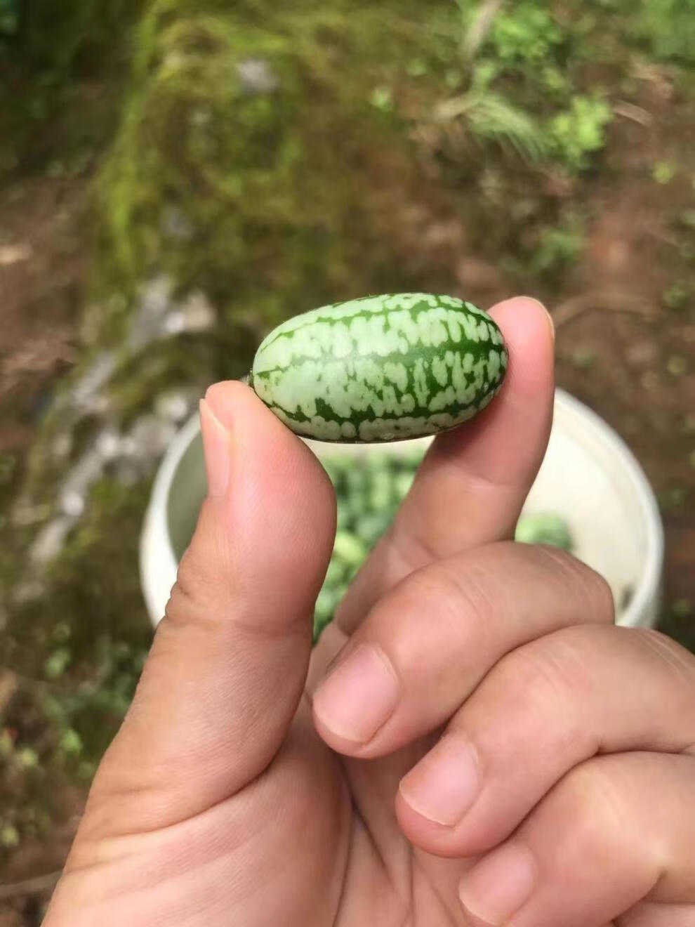 颜曼箐特色拇指西瓜迷你网红小西瓜佩普基诺当季新鲜孕妇水果250g