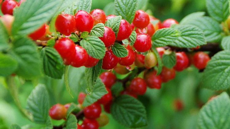 耐寒东北小樱桃野生山樱桃树苗南特大北方地栽盆栽种植当年结果苗7年