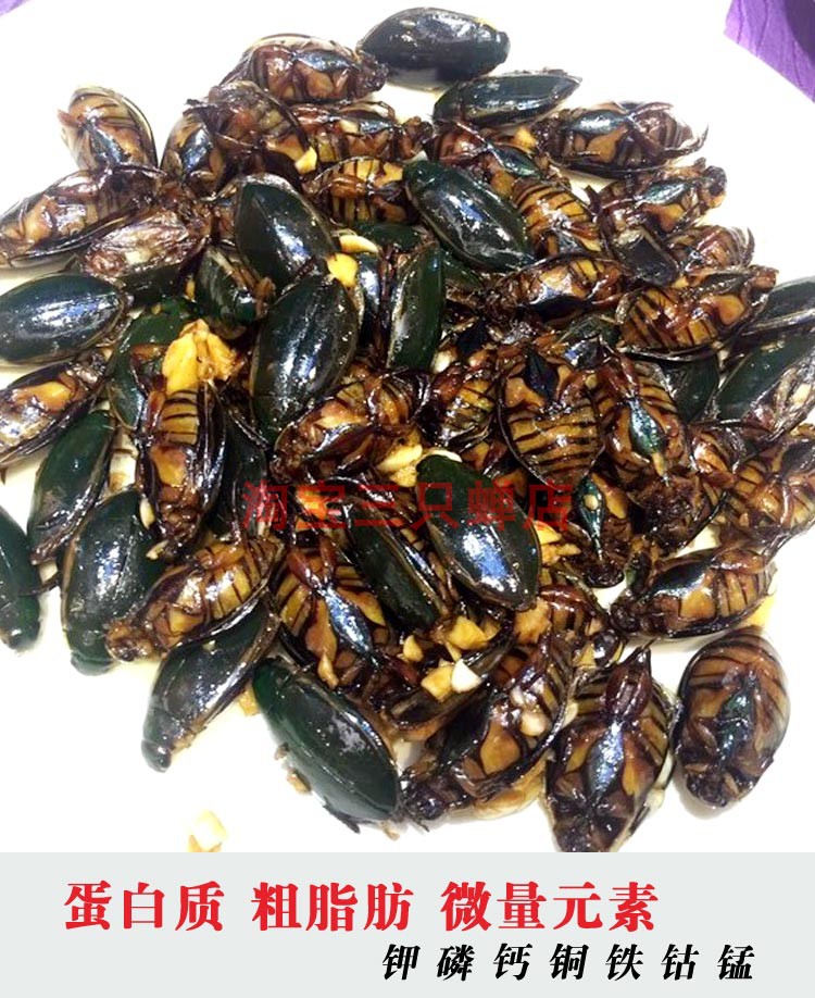 油炸龙虱美味虫子东北水老鳖大金边鳖盖虫水龟子食用昆虫大射尿龟