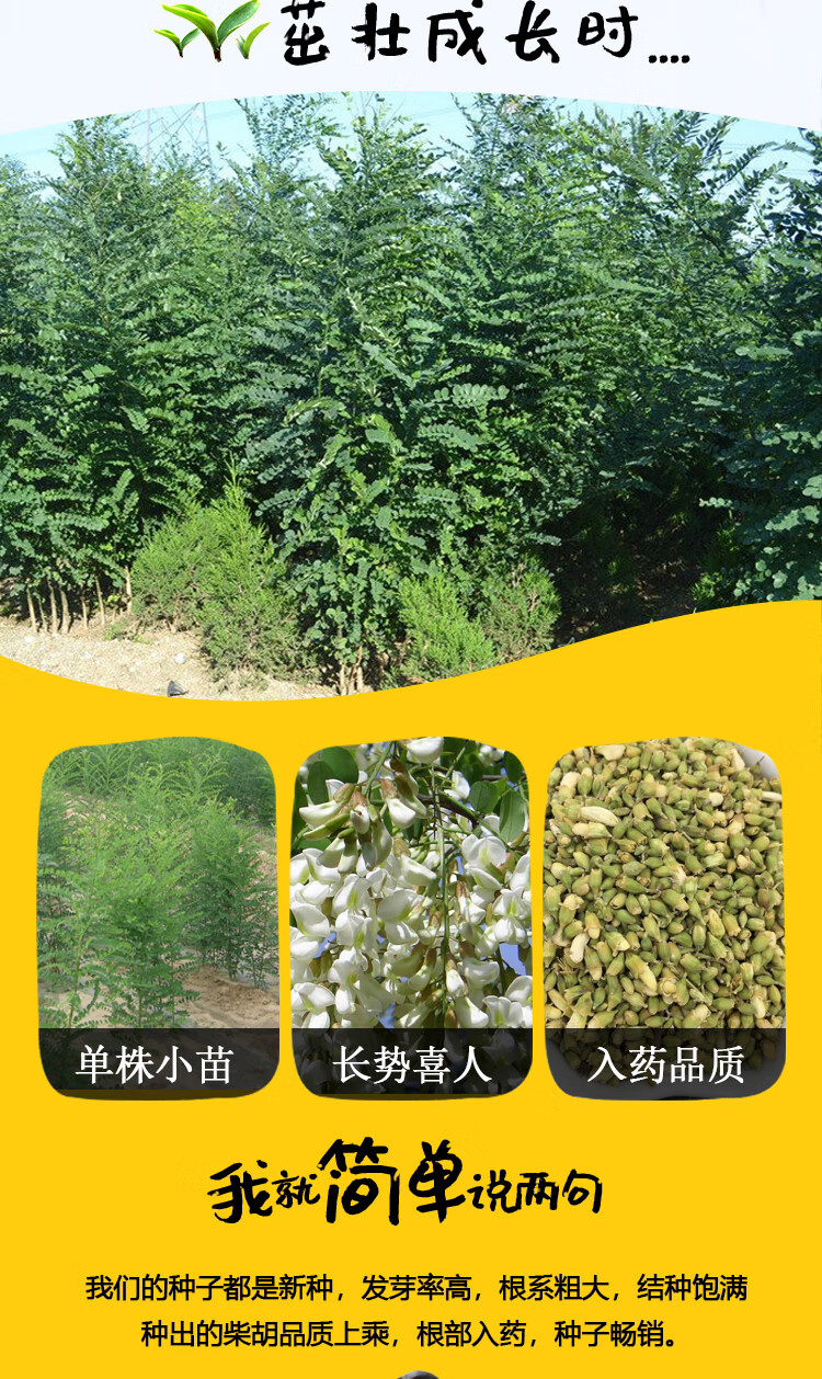2020年国槐种子新采速生国槐树籽笨槐家槐树去皮槐豆净种籽国槐30粒