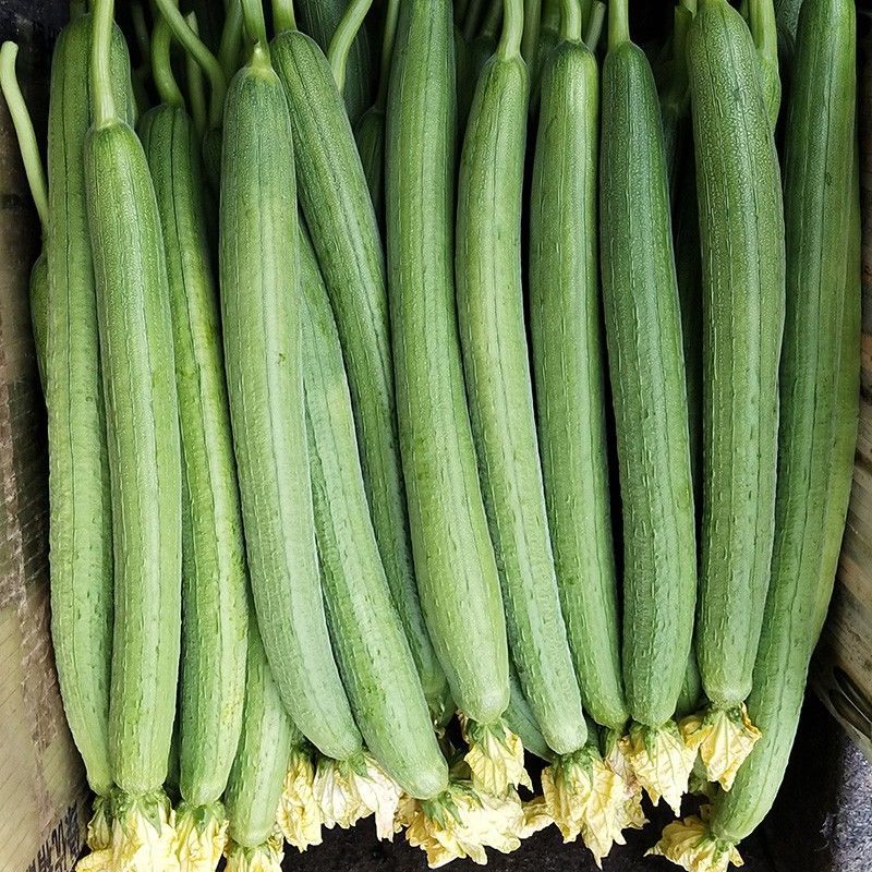 寿光新鲜绿皮丝瓜1斤广东丝瓜农家自种现摘 3斤丝瓜(泡沫箱)【图片