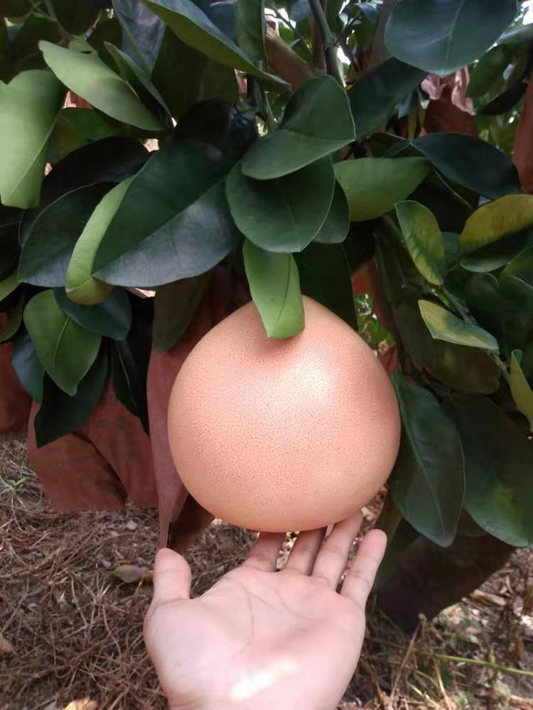 汉柠正宗三红蜜柚子树苗嫁接红肉红心蜜柚三红柚子盆栽地栽当年结果苗