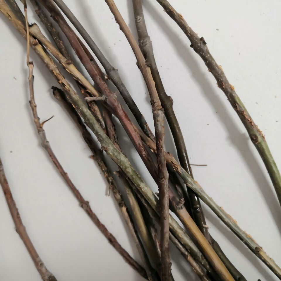 纯野生 知了枝金蝉卵枝金蝉爬叉卵知了知了猴种子白蜡卵枝 10根【图片