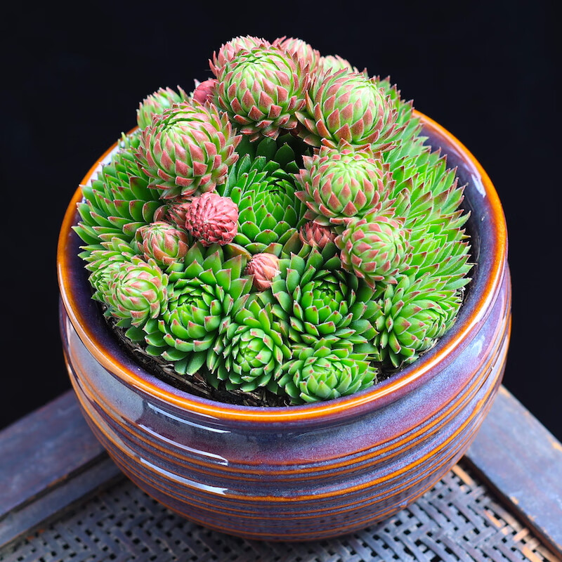 橘子球多肉植物盆栽花卉绿植老桩室内组合植物云南直发长生草多肉橘子